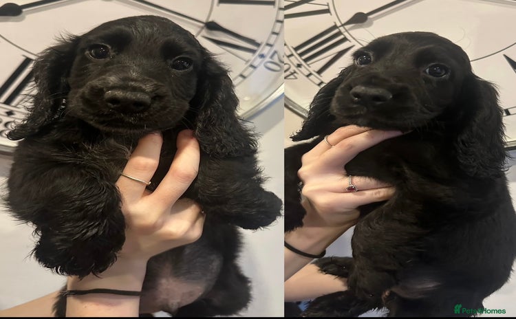 Cocker Spaniel dogs - Advert 4