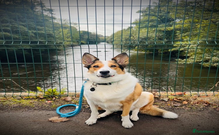 Mixed Breed dogs - Advert 5
