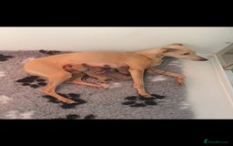 Italian Greyhound dogs for sale: Beautiful Italian Greyhound puppies - Image 1