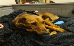 Mixed Breed dogs for adoption: Our lovely Angie, available for cuddles - Image 2