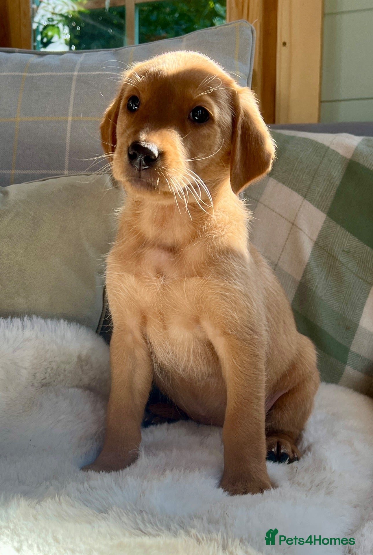 Labrador Retriever dogs KC reg Labrador , health tested parents  - Advert 1