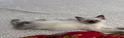 Ragdoll cats for sale: Stunning Ragdoll kittens💙&🩷 - Advert 7