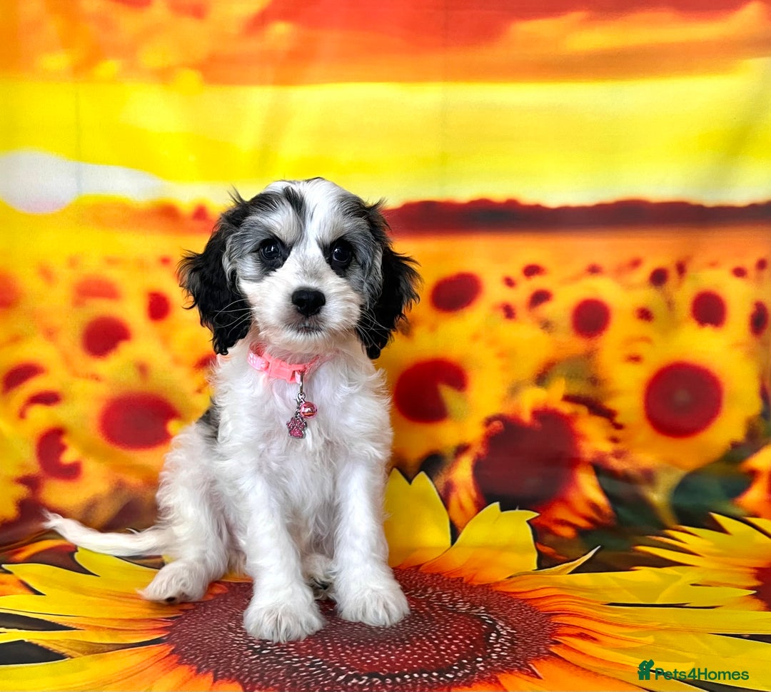 Cockapoo dogs for sale: ⭐️Rare Silver Phantom DNA CLEAR Mini F1 Cockapoos - Image 7