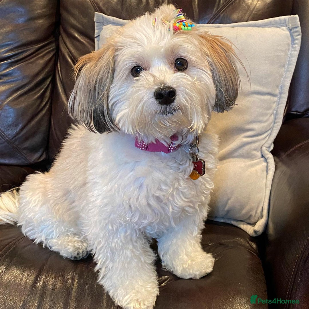 Havanese dogs for sale: Gorgeous Havanese Puppies for sale - Advert 3