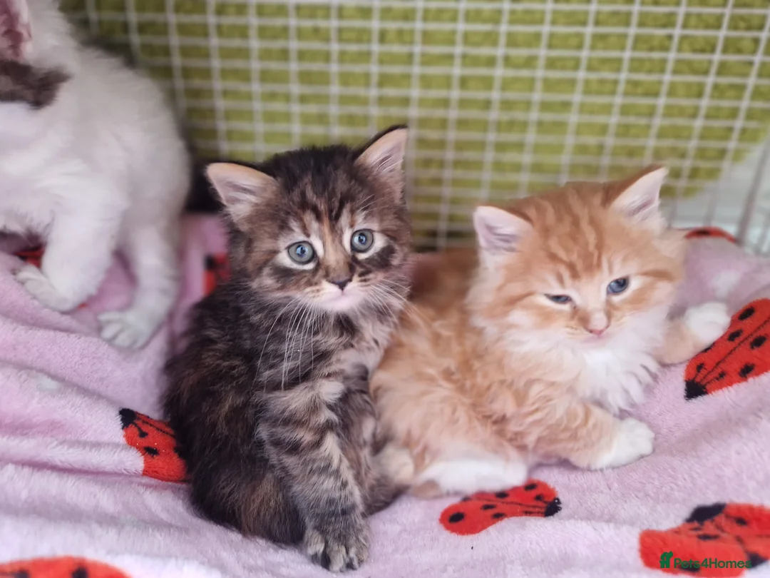 Maine Coon cats for sale: 🌼🌸BeAuTiFuL ☆😻♡ fluff¥ kiTt3n$🌻🌹  - Advert 8