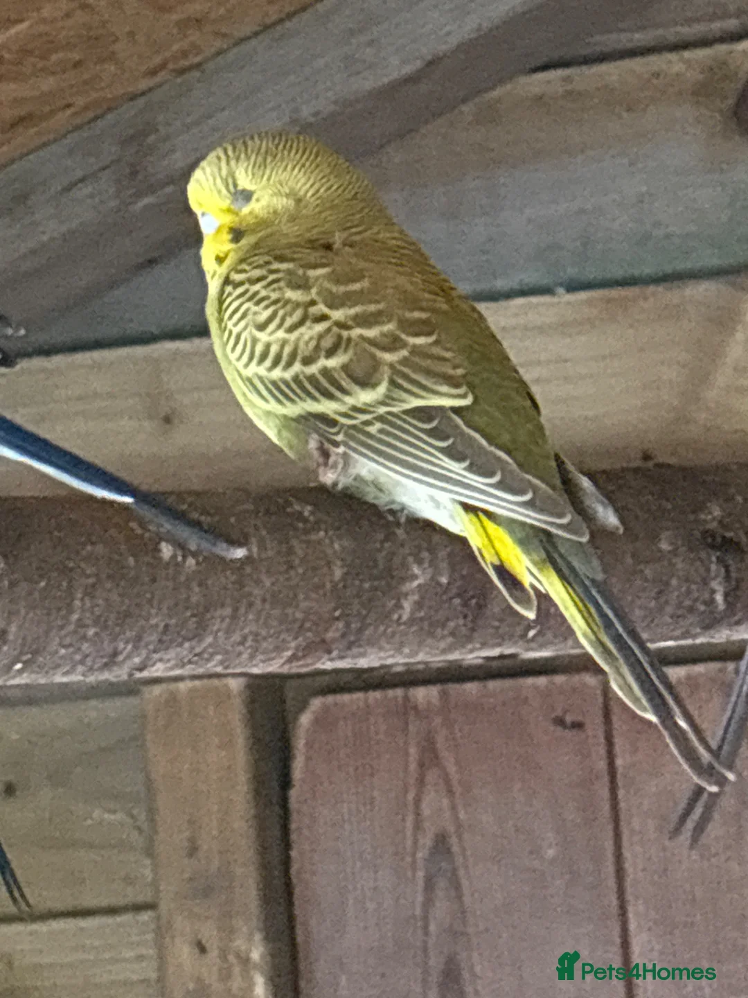Budgerigars birds for sale: Budgies mixed sex  in Loughborough - Advert 2