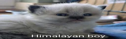 Persian cats for sale: ✨ Beautiful Persian Kittens for Sale ✨ - Advert 5