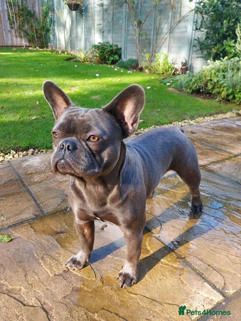 French Bulldog dogs Winston - Proven Sire, DNA tested in Oxford - Advert 2