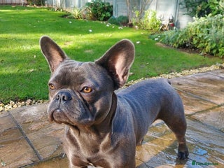 French Bulldog dogs Winston - Proven Sire, DNA tested in Oxford - Advert 1