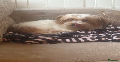 Shih Tzu dogs - Advert 1