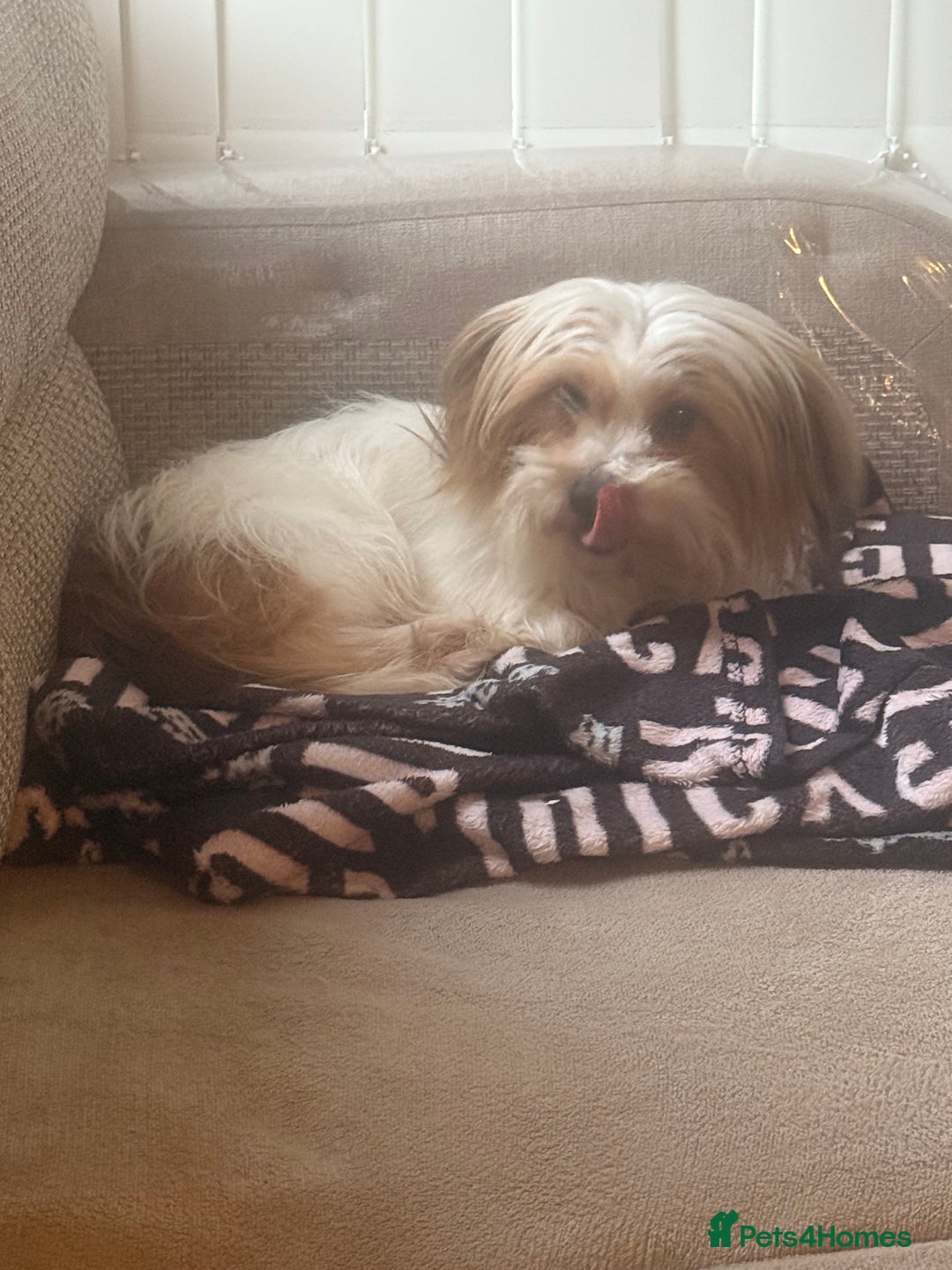 Shih Tzu dogs for sale: Shih tzu puppy’s  - Image 3