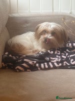 Shih Tzu dogs - Advert 14