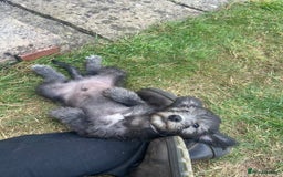 Bedlington Terrier dogs for sale: Bedlington Terrier x Italian Greyhound Puppies - Image 2