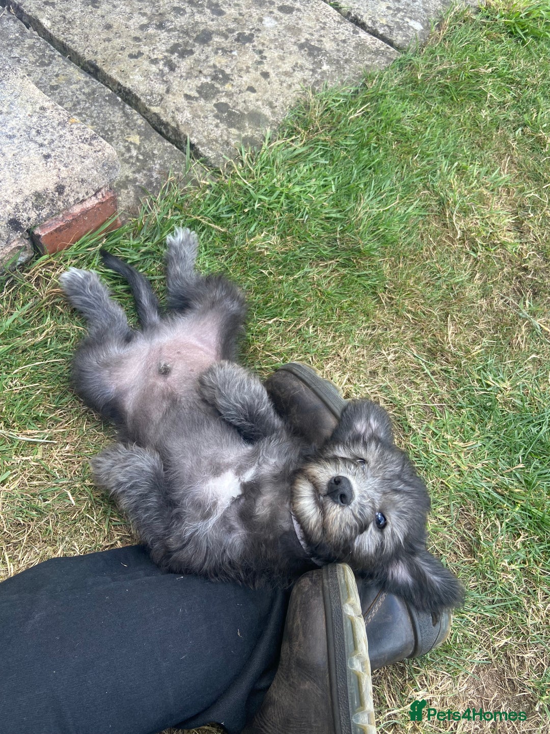 Bedlington Terrier dogs for sale: Bedlington Terrier x Italian Greyhound Puppies - Image 2