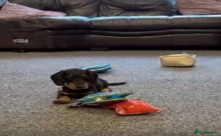 Mixed Breed dogs - Advert 10