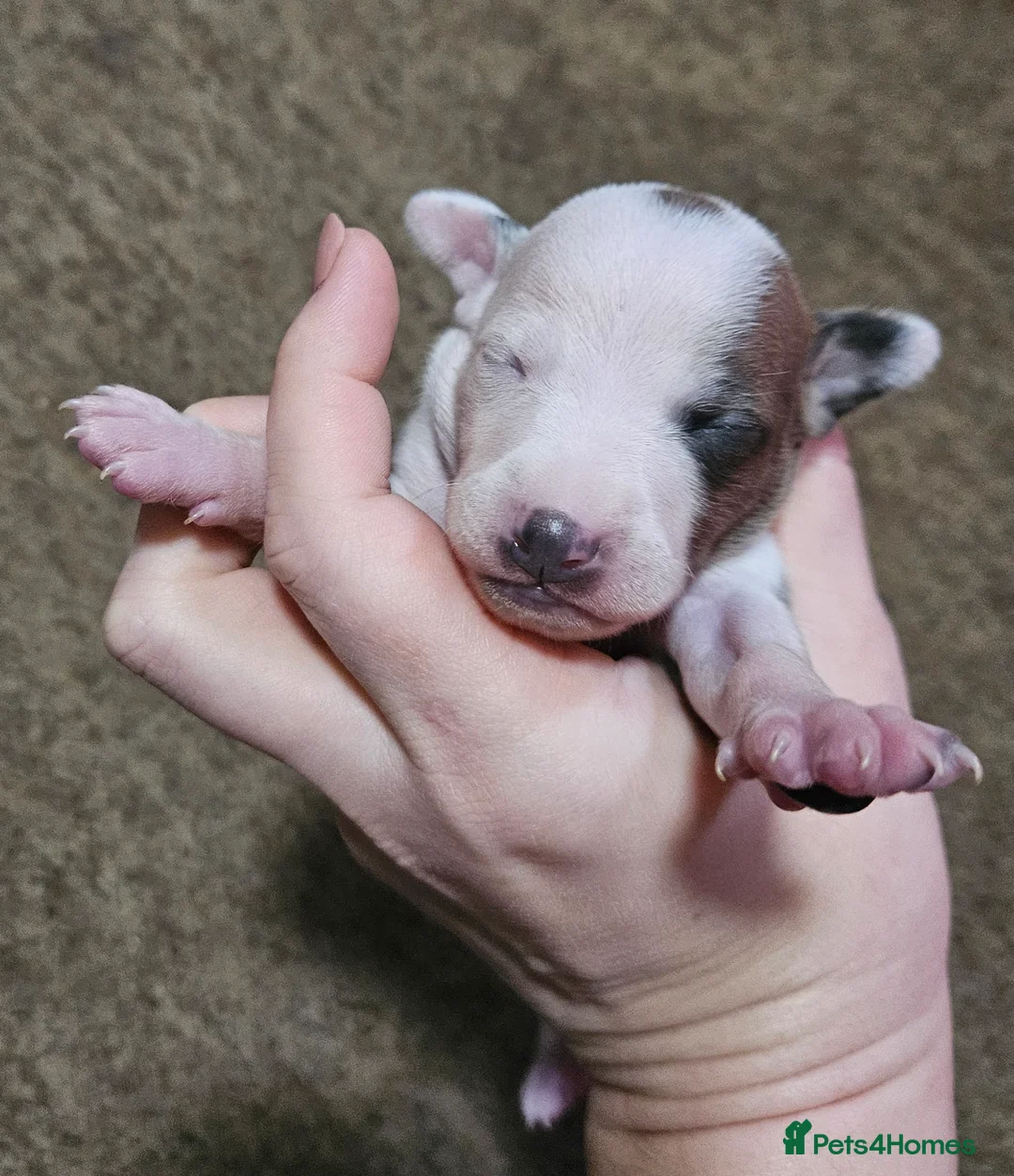 Italian Greyhound dogs for sale: Beautiful Italian Greyhound Puppies KC Registered - Advert 5