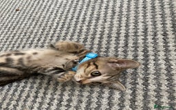 Bengal cats for sale: Sweet Baby Kitten + Free Bed & free litter box - Image 3