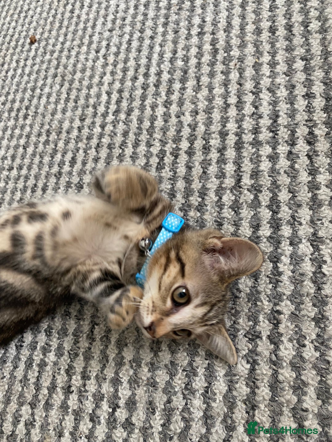 Bengal cats for sale: Sweet Baby Kitten + Free Bed & free litter box - Image 3