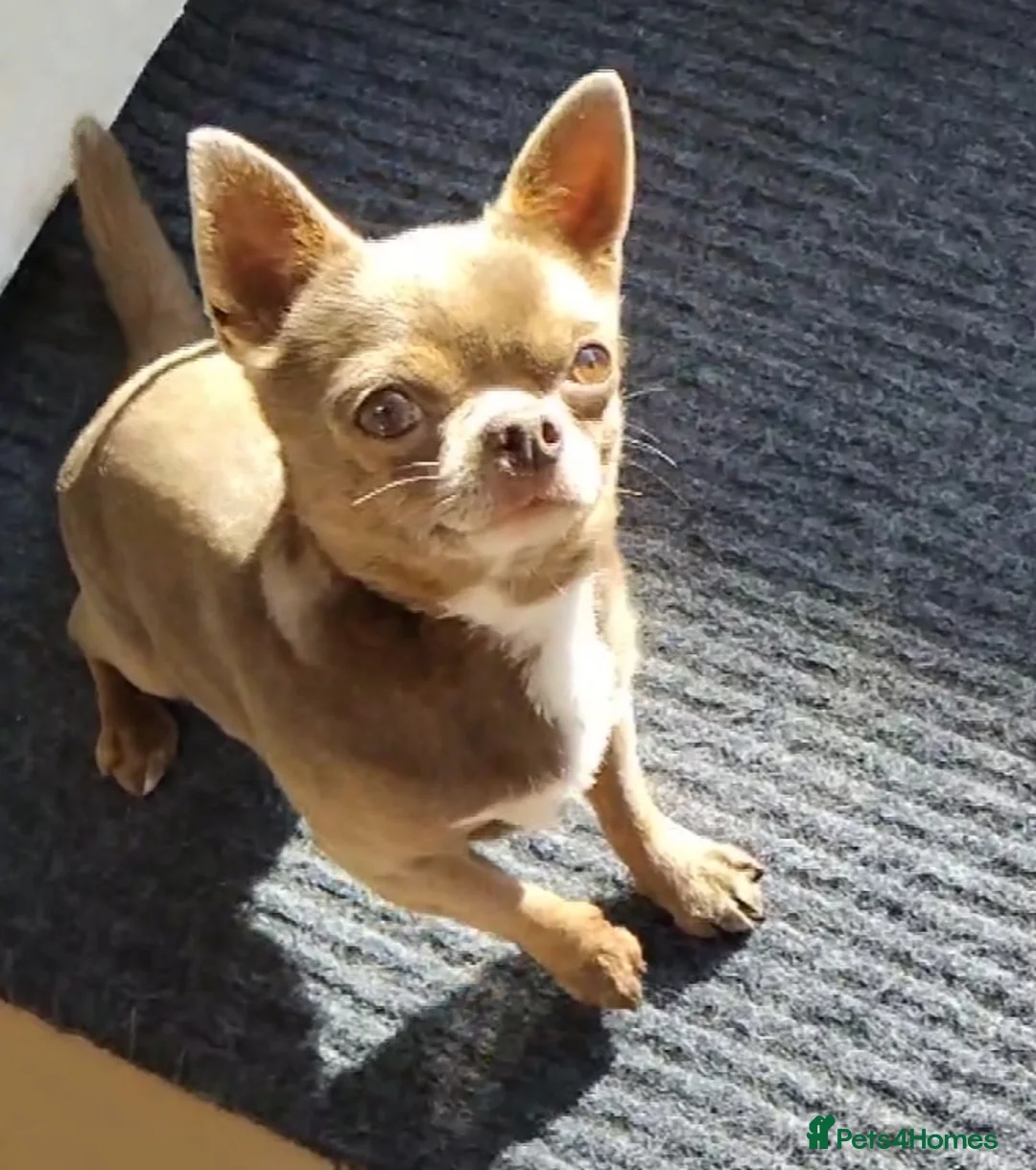 Chihuahua dogs for stud: KC reg-Health tested-PROVEN  - Advert 15