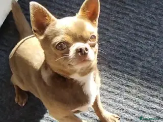 Chihuahua dogs KC reg-Health tested-PROVEN - Advert 13