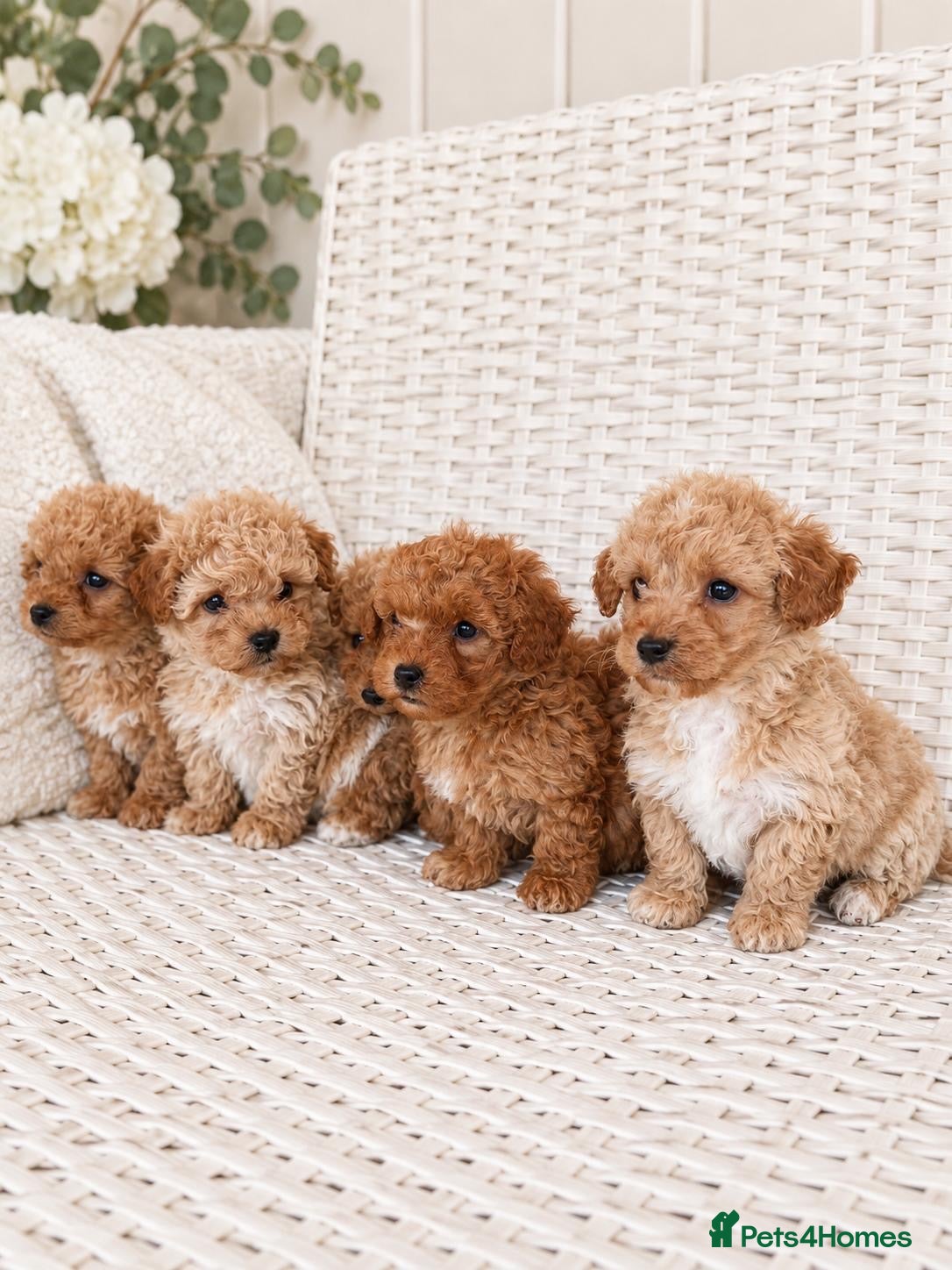 Maltipoo dogs 💫Extra tiny Asian Maltipoo puppies💫 - Advert 1