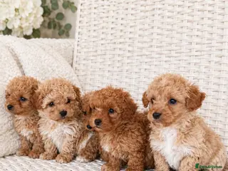 Maltipoo dogs 💫Extra tiny Asian Maltipoo puppies💫 - Advert 1