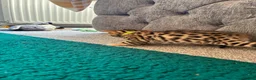 Bengal cats for sale: Amazing Bengal Kittens for sale  - Advert 23