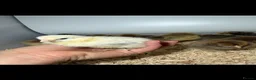 Chickens poultry for sale: USA Bearded silkies, Brahmas, Vorwerk  - Advert 11