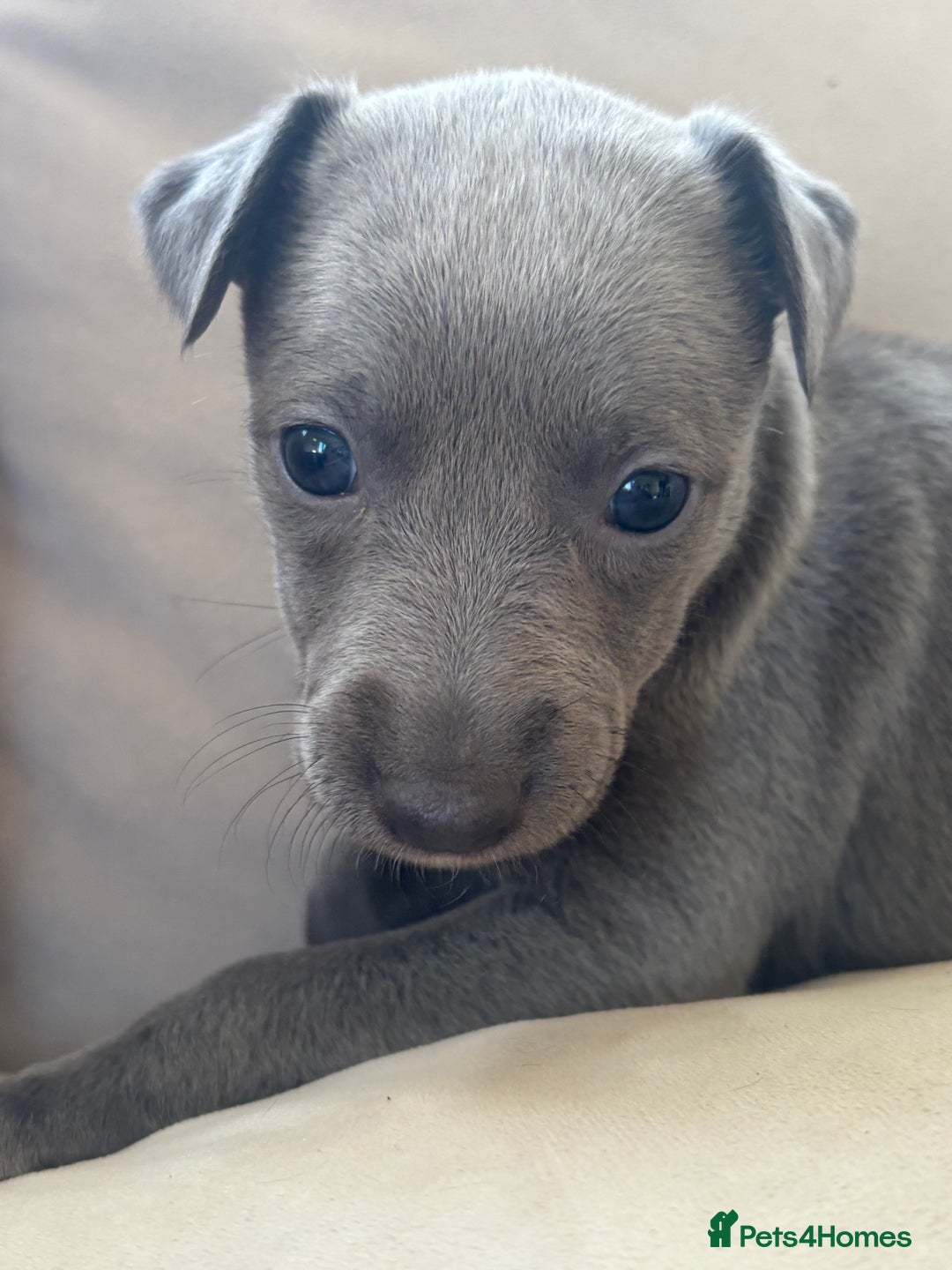 Whippet dogs for sale: Stunning KC registered whippet puppy’s  - Advert 6