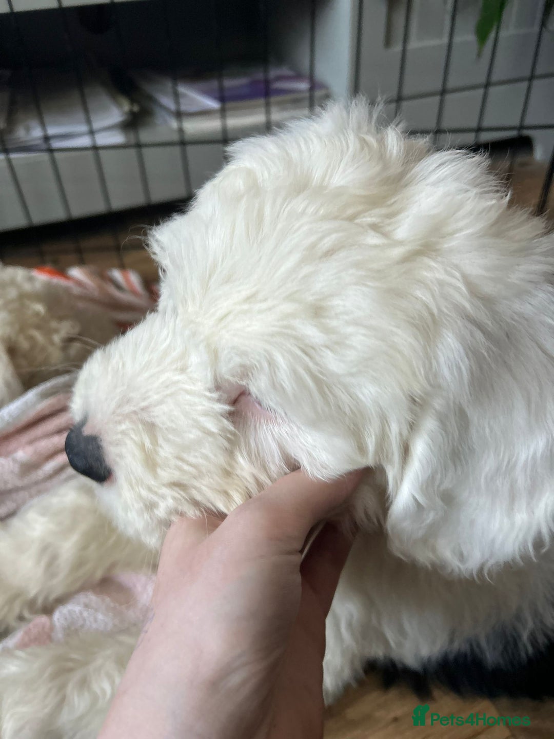 Old English Sheepdog dogs for sale: Kc Registered Old English Sheepdogs  - Advert 8