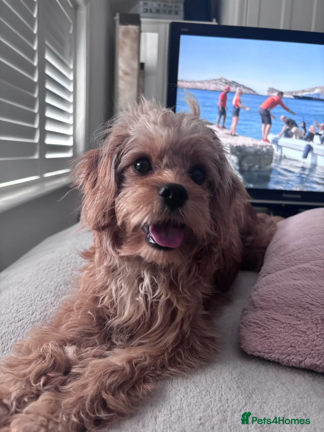 Cavapoo dogs for sale: Gorgeous cuddly girl - Advert 2
