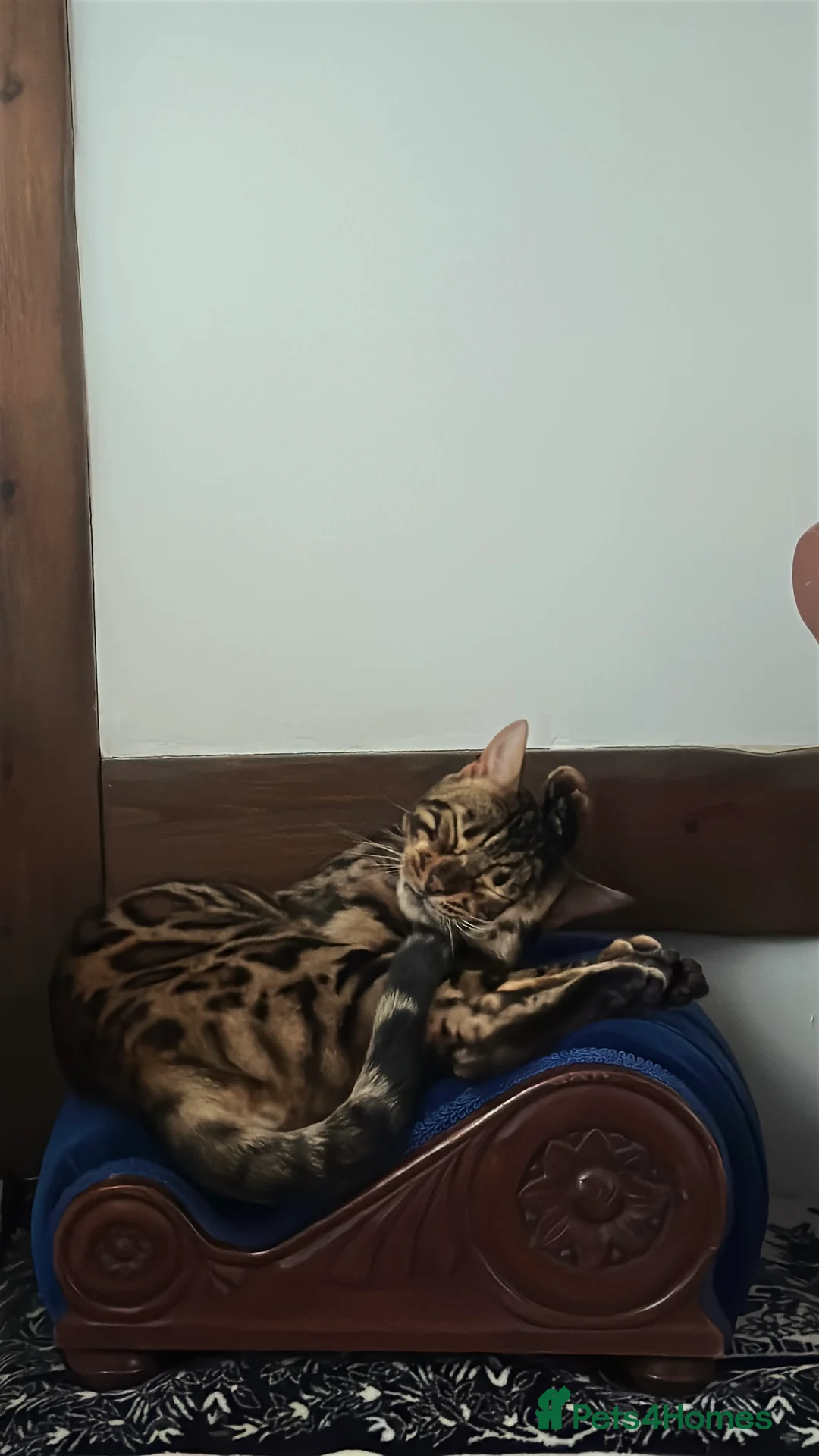 Bengal cats for sale: Looking for a loving forever home for Rusik - Advert 6