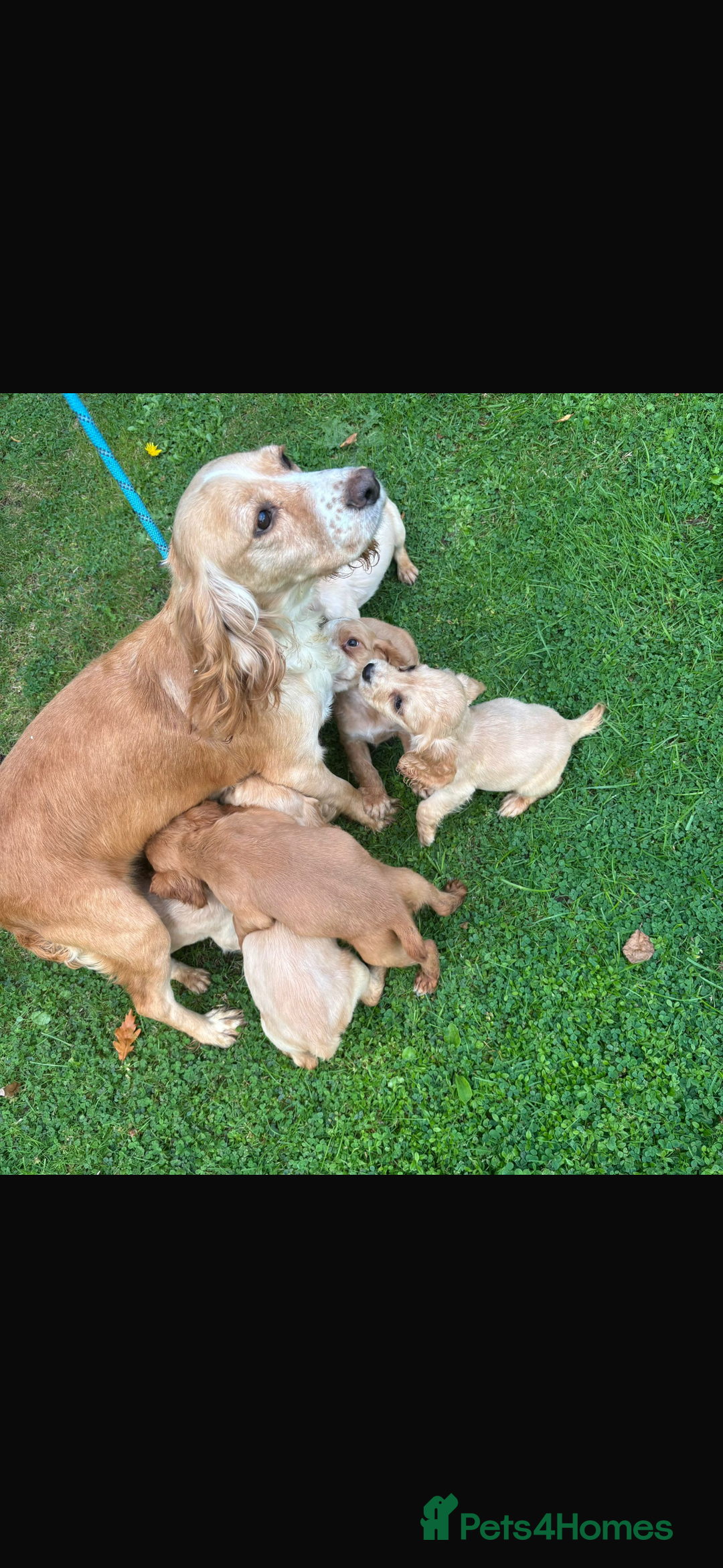 Cocker Spaniel dogs for sale: Beautiful cocker spaniel puppies  - Image 4