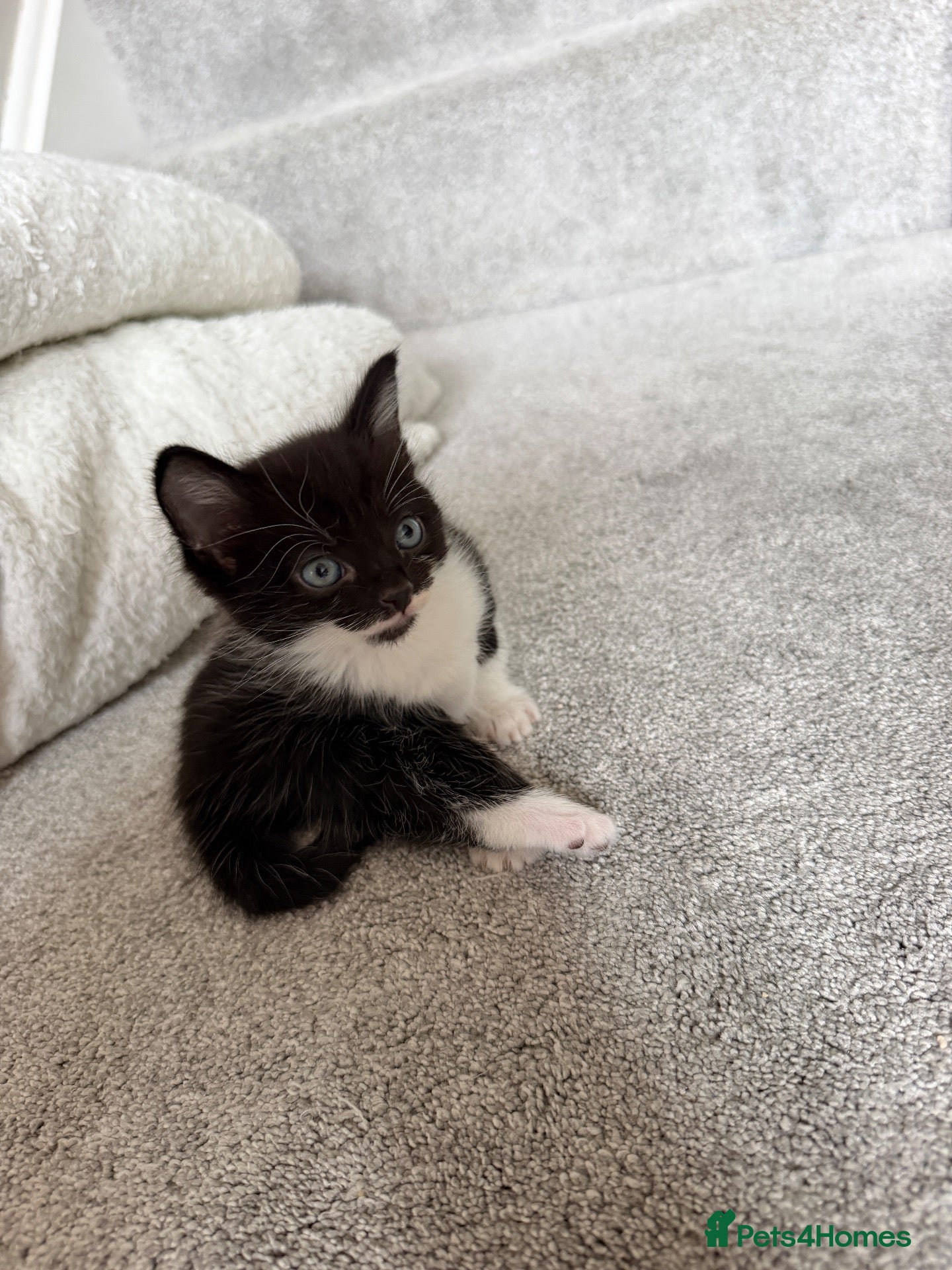 Domestic Shorthair cats Male kitten - Advert 2