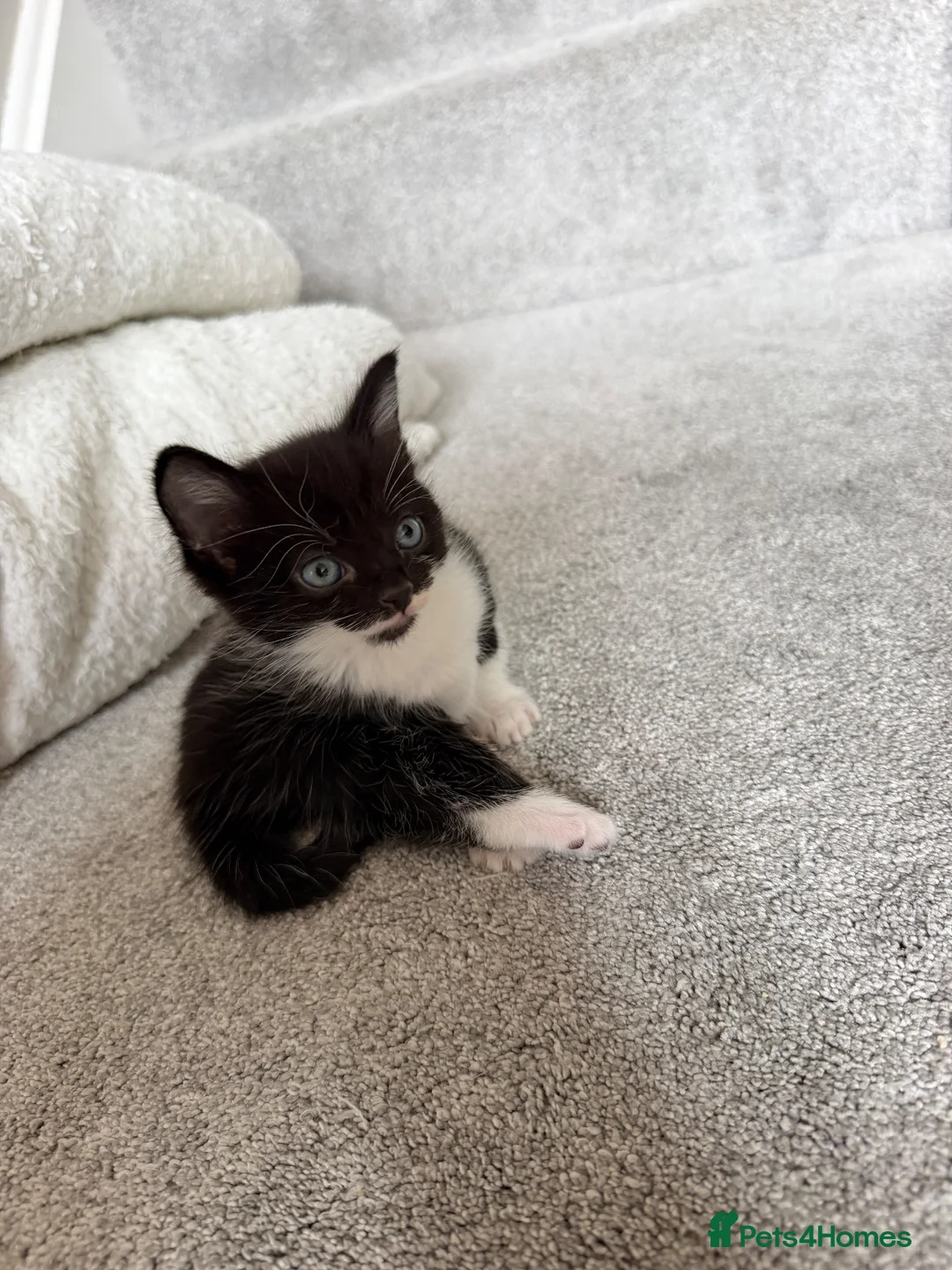 Domestic Shorthair cats for sale: Male kitten - Advert 1