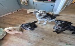 Mixed Breed dogs for adoption: Abbie is saying hi  - Image 8