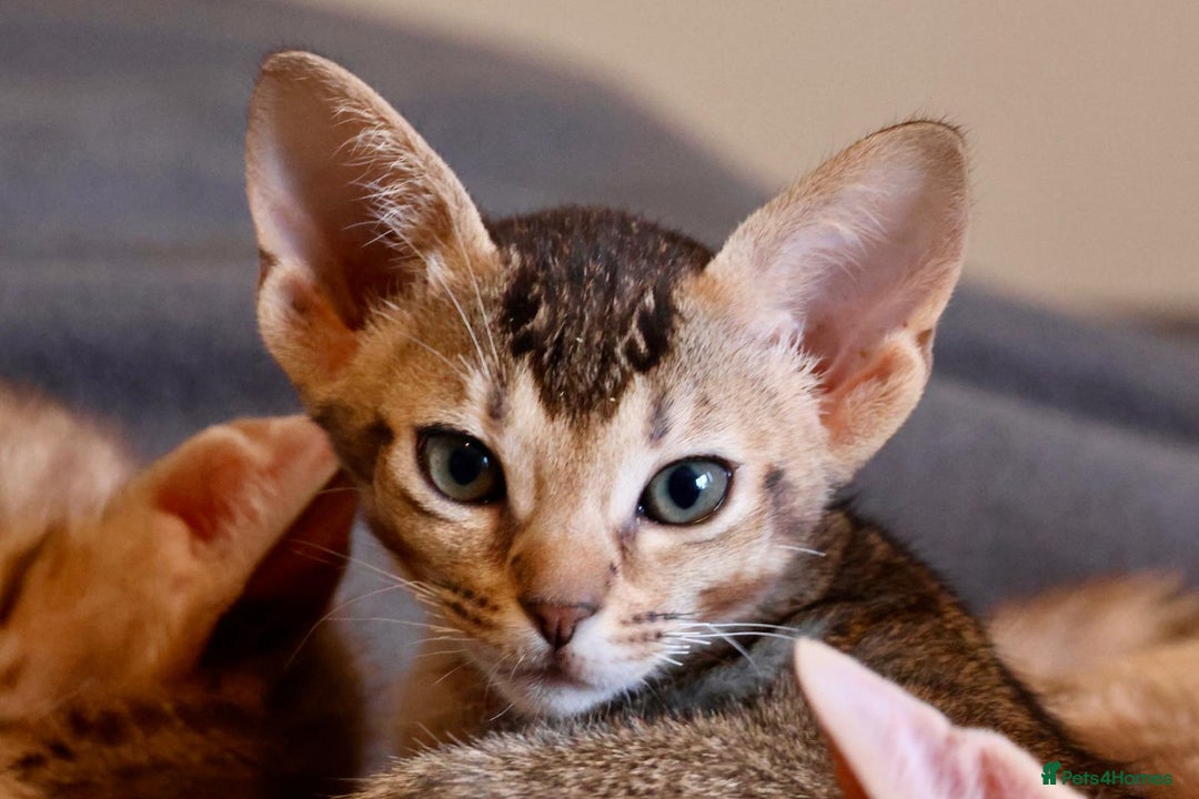 Ocicat cats for sale: Stunning Ocicat Kittens in Aberdeenshire - Advert 5