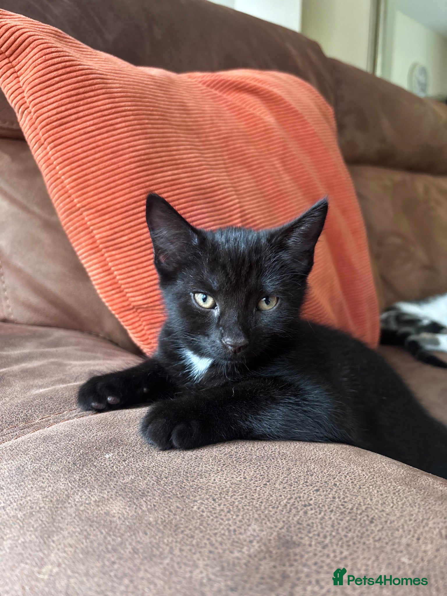 British Shorthair cats Kittens *ONLY 1 BOYS LEFT* - Advert 1