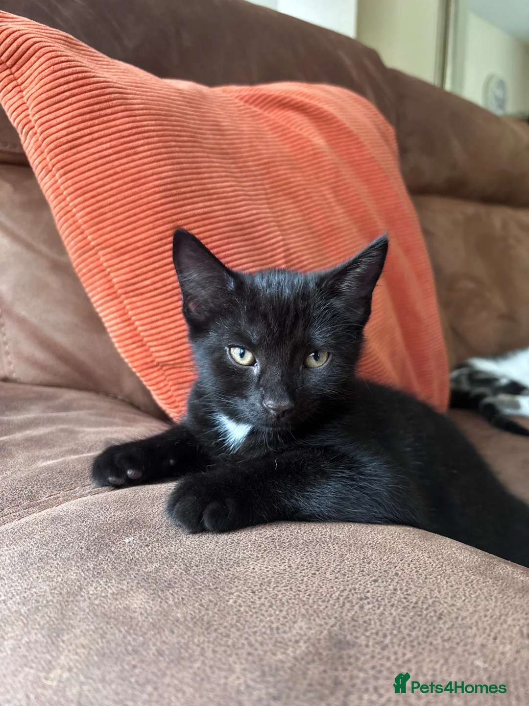British Shorthair cats for sale: Kittens *ONLY 1 BOYS LEFT* - Advert 1