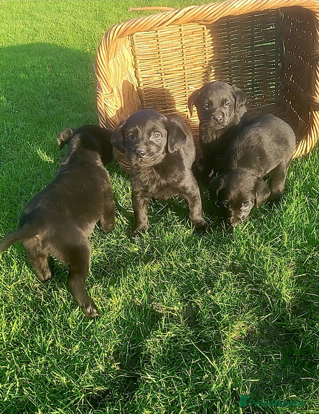 Labrador Retriever dogs for sale: Labrador puppies  - Advert 4