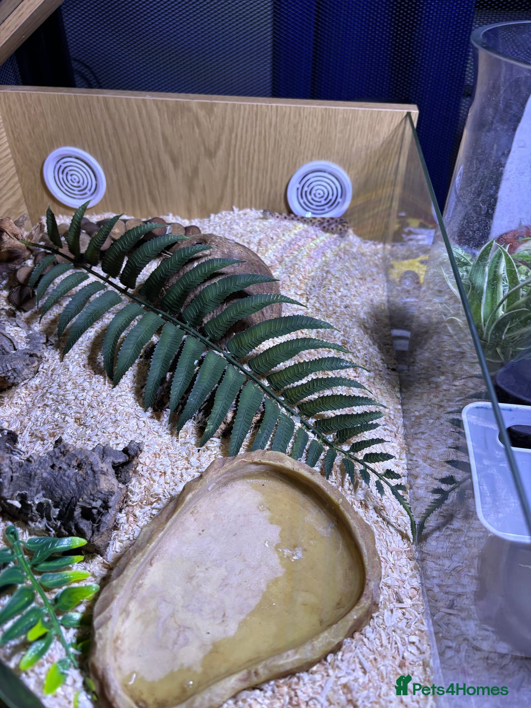 Mixed Breed reptiles for sale: Hognose snake baby and set up  - Advert 3