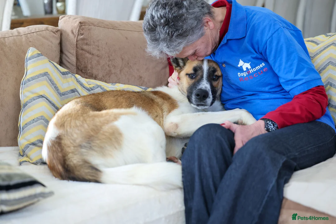 Mixed Breed dogs for adoption: Perfect Pixel - Advert 2