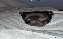 Mixed Breed dogs for sale: 6 month, Male Staffy x Cane Corso - Advert 3