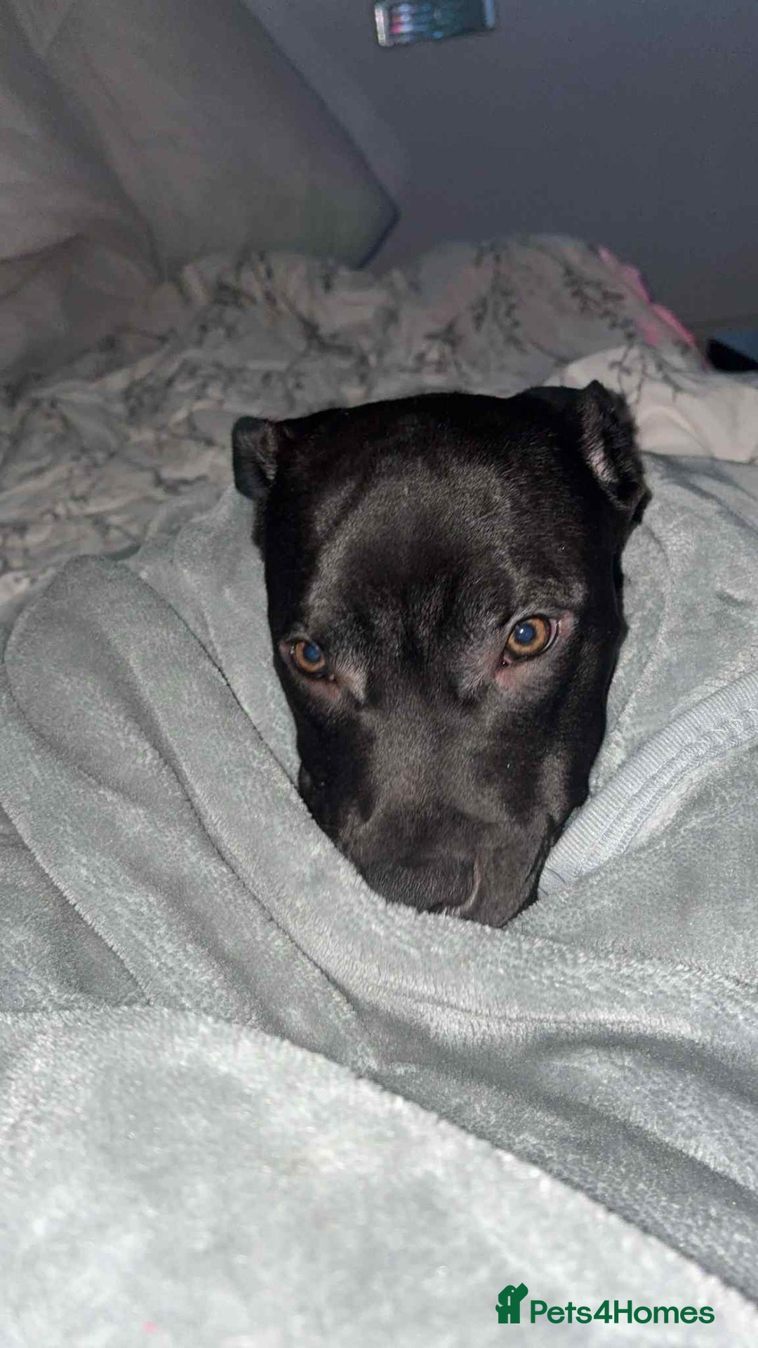 Mixed Breed dogs for sale: 6 month, Male Staffy x Cane Corso - Advert 3