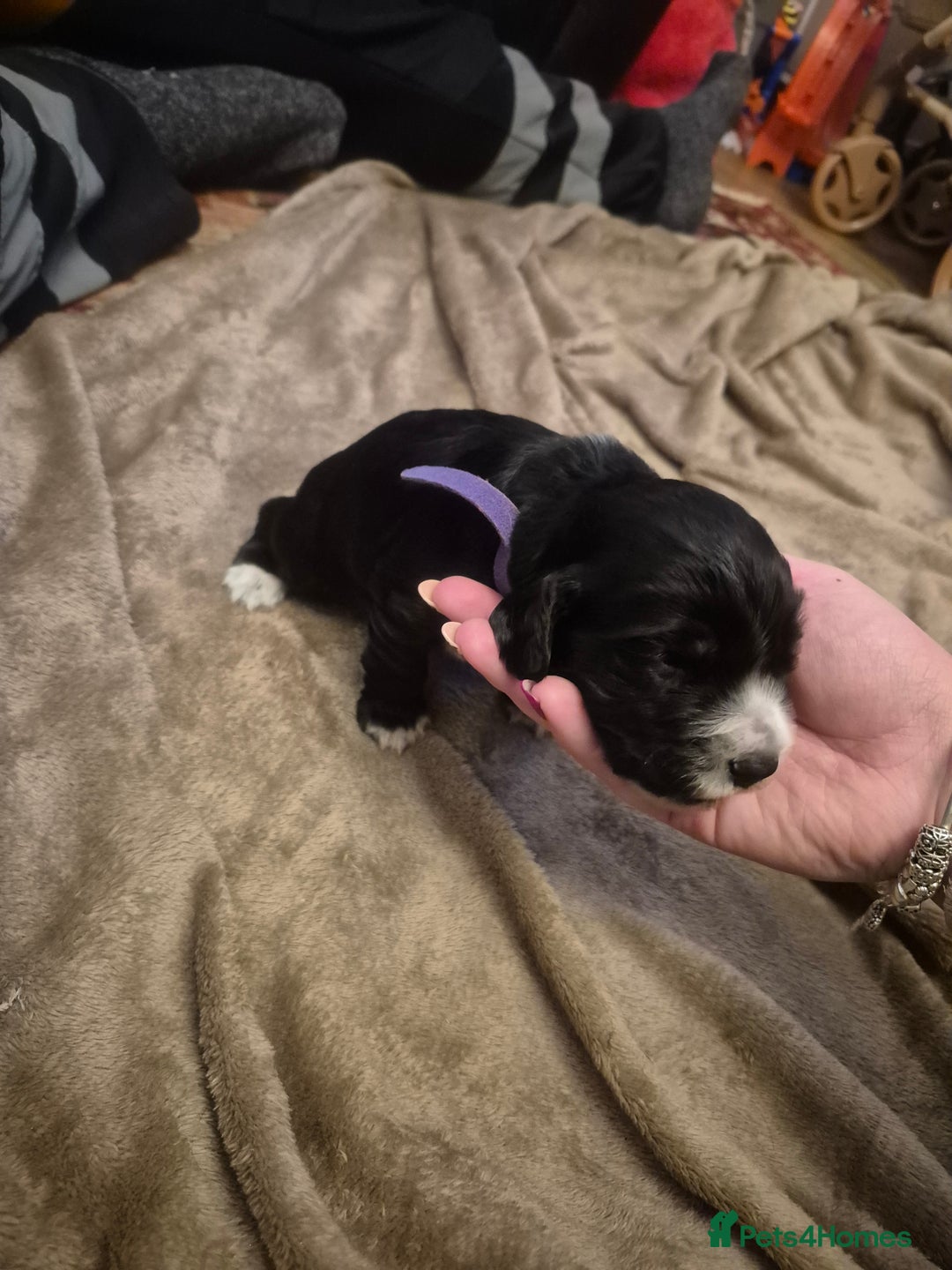 Cocker Spaniel dogs for sale: Cocker spaniel puppies - Advert 5