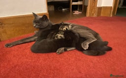 Mixed Breed cats for sale: Russian blue cross black and tabby kittens  - Advert 11