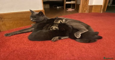 Mixed Breed cats - Advert 2