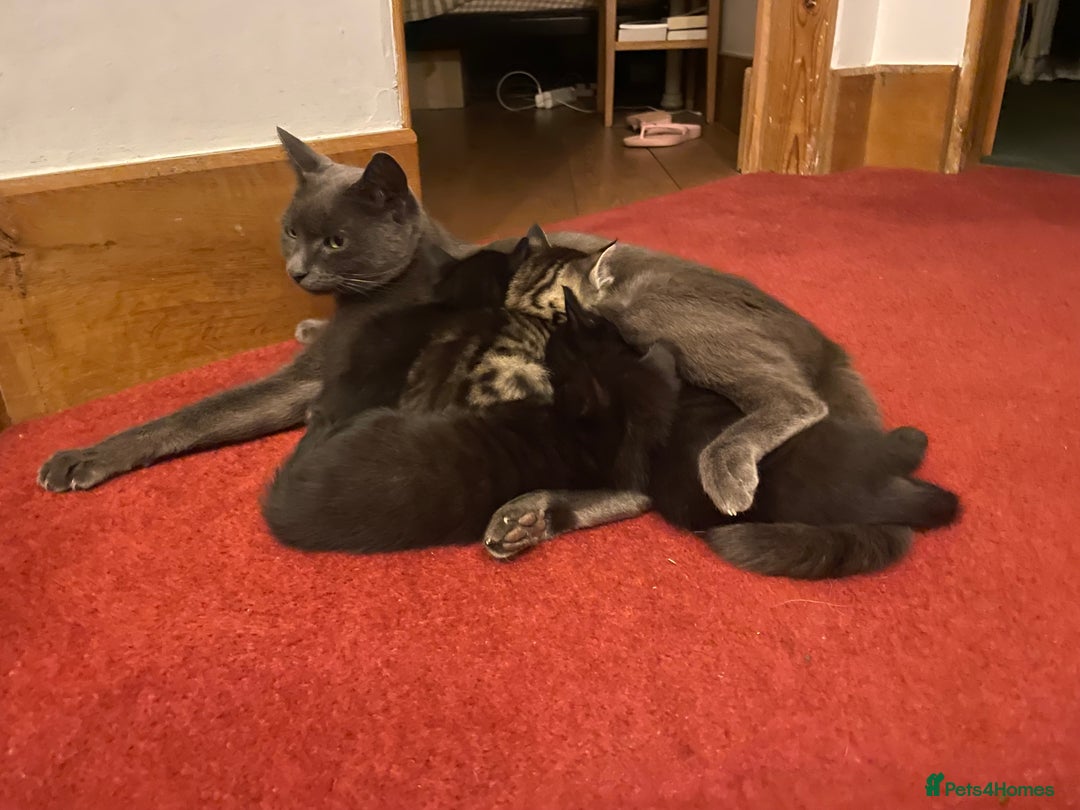 Mixed Breed cats for sale: Russian blue cross black and tabby kittens  - Advert 11