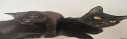 Mixed Breed cats for sale: British short-hair cross kittens  in Saint Austell - Advert 7
