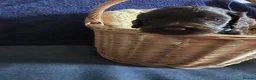 Cockapoo dogs for sale: Stunning homebred cockapoos - Advert 5